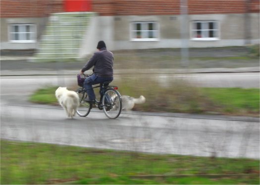 Höjden av lycka. En långtur med cykeln. Kuta på i hunnahimmelen.|Foto: Gerd Persson